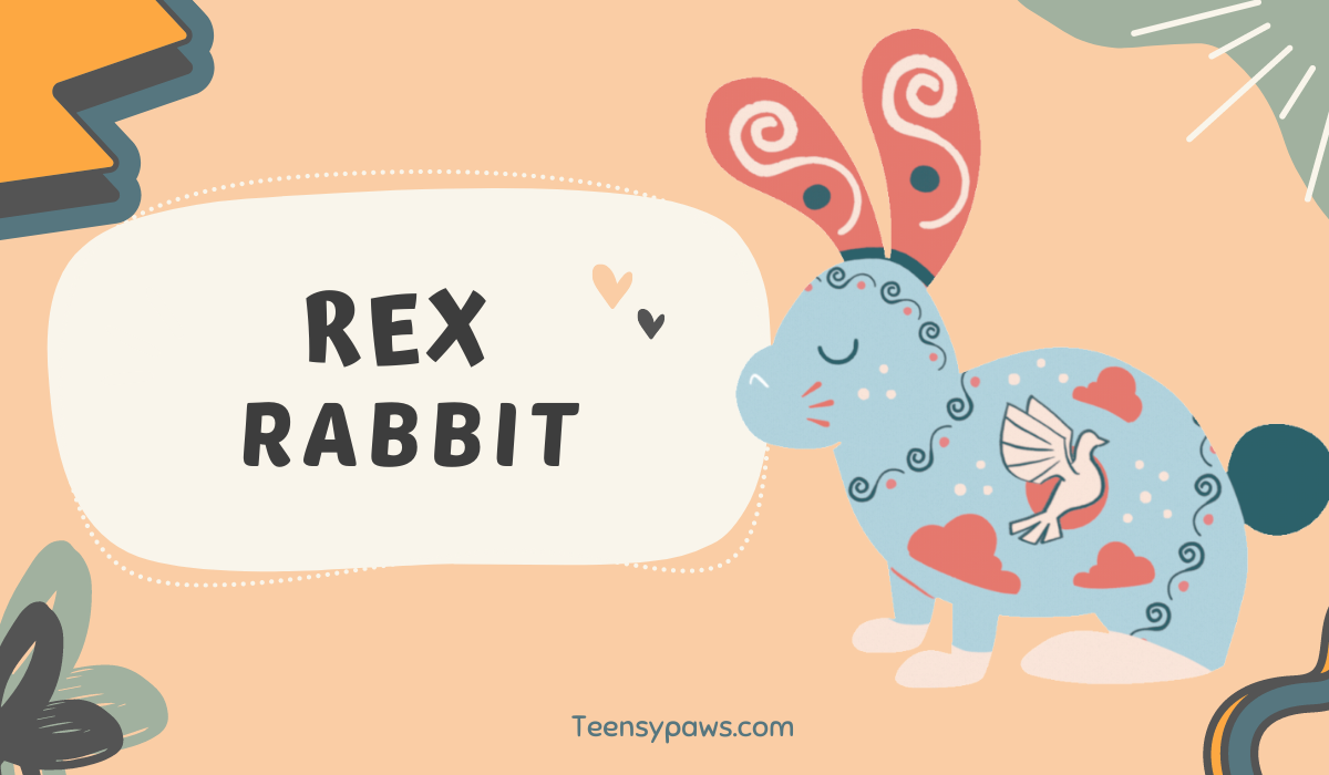 Rex Rabbit