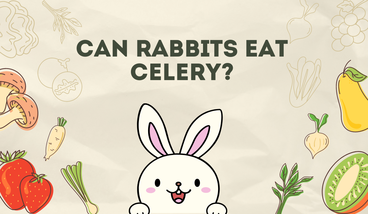 Can Rabbits Eat Celery