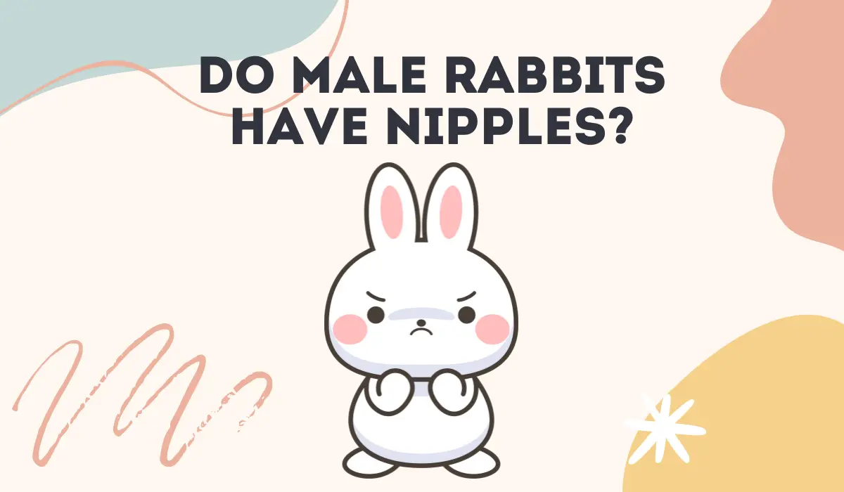Do Male Rabbits Have Nipples