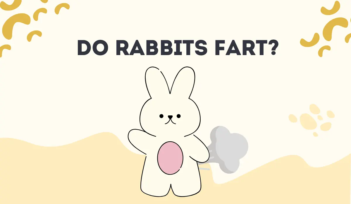 Do Rabbits Fart?