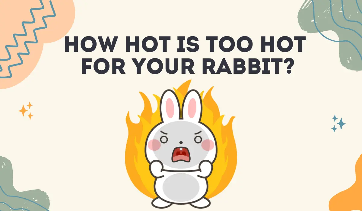How Hot is Too Hot for Your Rabbit