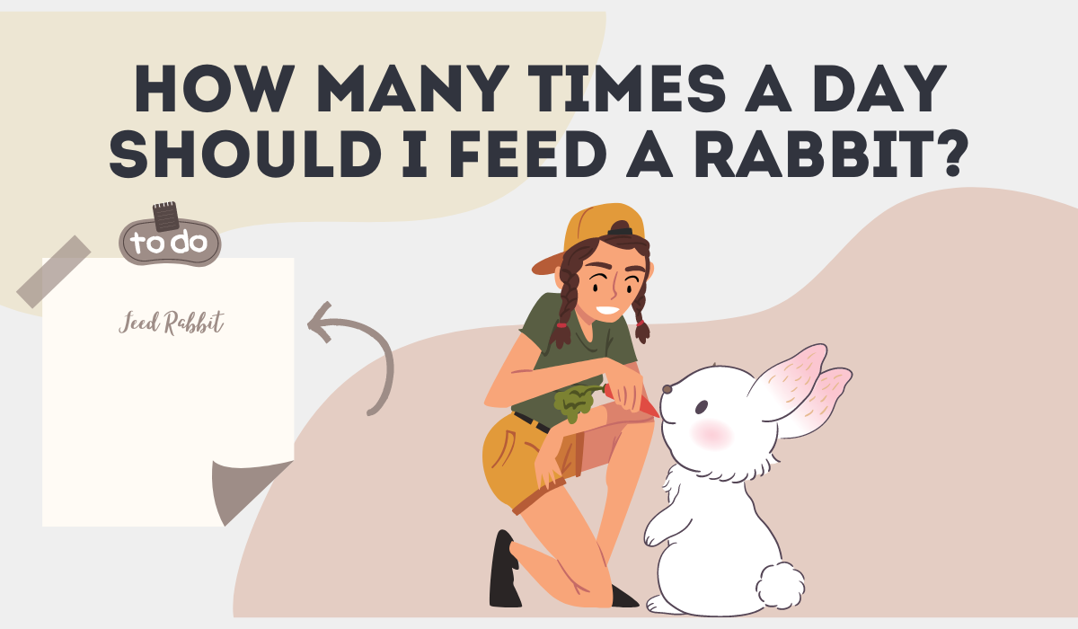 How Many Times a Day Should I Feed a Rabbit