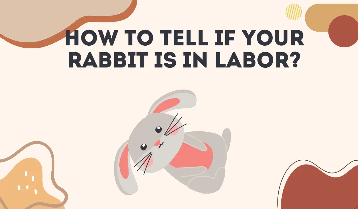 How to Tell If Your Rabbit Is in Labor