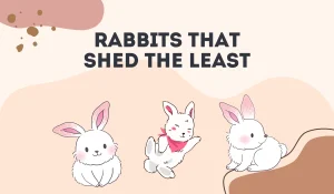 Rabbits That Shed the Least