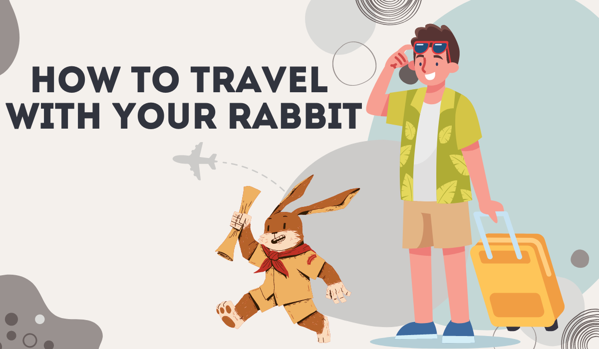 How to Travel with Your Rabbit: Stress-free Guide