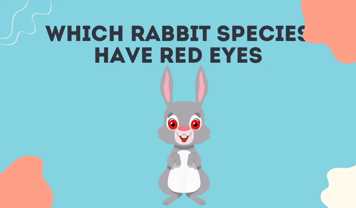 Which Rabbit Species Have Red Eyes