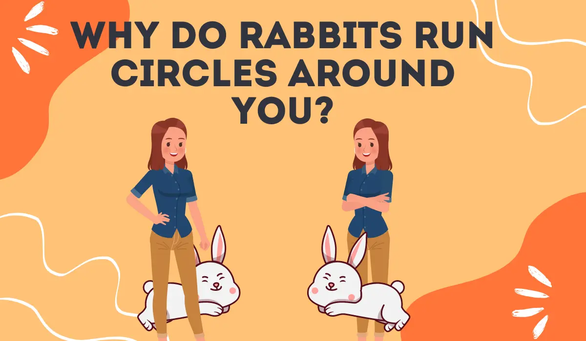 Why Do Rabbits Run Circles Around You
