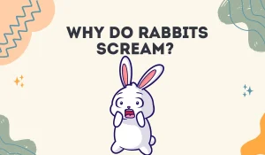 Why Do Rabbits Scream