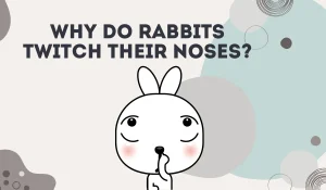 Why Do Rabbits Twitch Their Noses